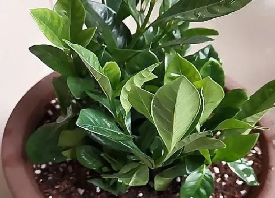 植物常识问题|栀子花如何扦插长根冒芽快