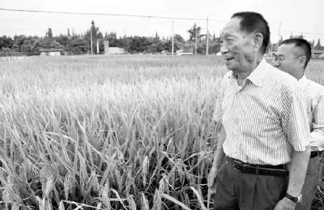 植物常识问题|袁隆平差点进入游泳国家队 致敬一代楷模