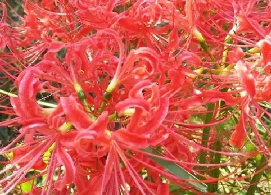 植物常识问题|家门口长了彼岸花好不好 彼岸花栽在自家门口吉利吗