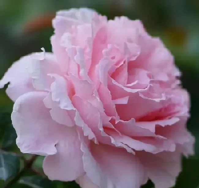 植物常识问题|索菲罗莎月季花的优缺点（索菲罗莎月季好养吗，花期多长）