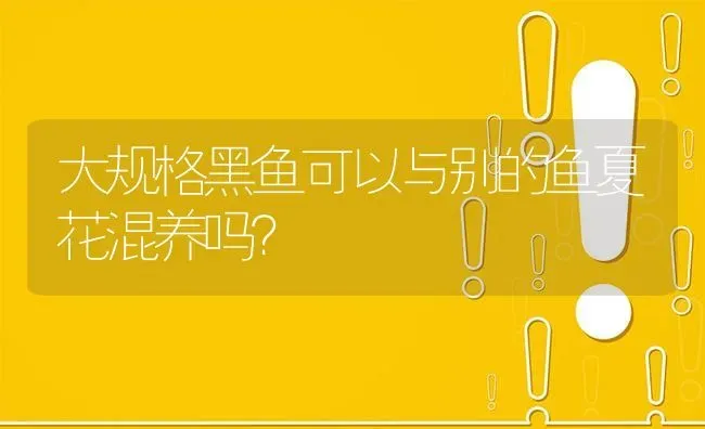 大规格黑鱼可以与别的鱼夏花混养吗? | 养殖问题解答
