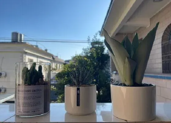 植物常识问题|虎皮兰叶子发软不长个怎么办