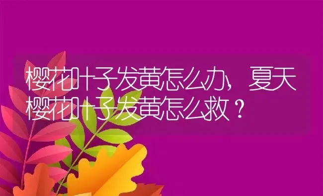 樱花叶子发黄怎么办,夏天樱花叶子发黄怎么救？ | 养殖常见问题