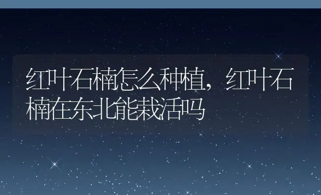 红叶石楠怎么种植,红叶石楠在东北能栽活吗 | 养殖常见问题