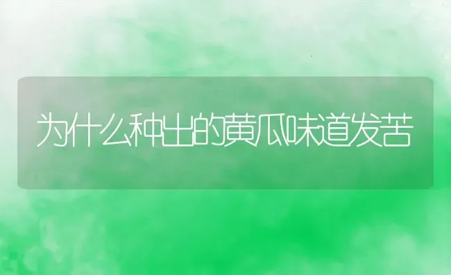 为什么种出的黄瓜味道发苦 | 养殖常见问题