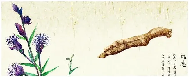 旱地种植远志的方法 | 农业常识