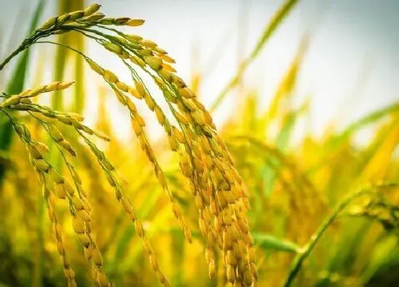 植物常识问题|水稻种植技术与管理