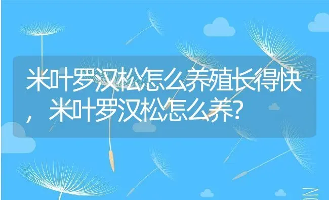 米叶罗汉松怎么养殖长得快,米叶罗汉松怎么养？ | 养殖常见问题