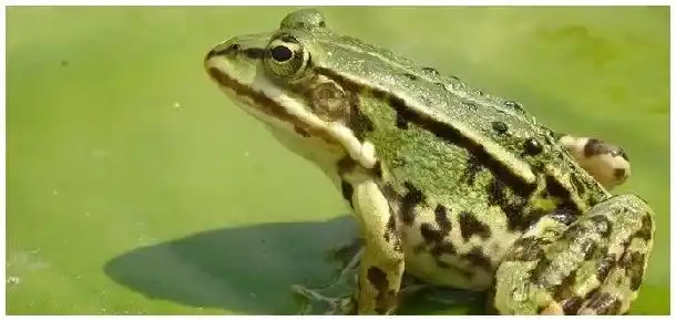 哪里有青蛙养殖基地 | 三农答疑