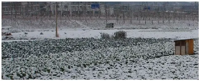 4月下雪对农作物影响 | 农业常识