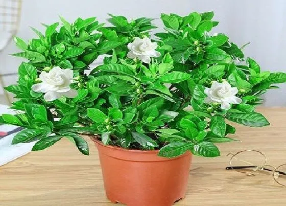 植物常识问题|带花苞的栀子花该怎样管理