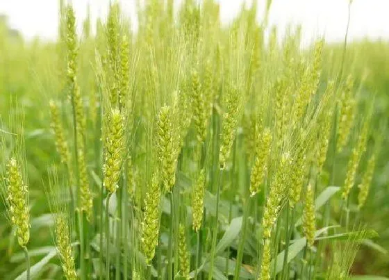 植物常识问题|小麦打除草剂导致发黄怎么补救（小麦中了除草剂药害）