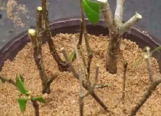 植物常识问题|栀子花如何扦插长根冒芽快