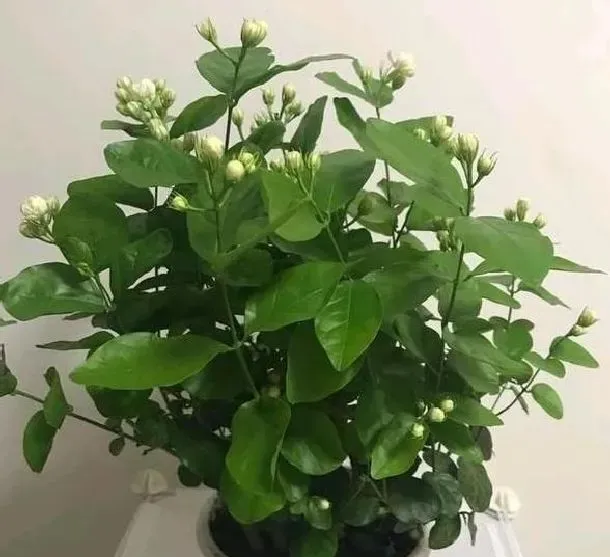 植物常识问题|家庭养花怎样使用硫酸亚铁（硫酸亚铁浇花怎么用效果最好）