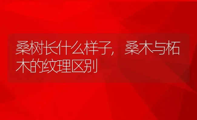 桑树长什么样子,桑木与柘木的纹理区别 | 养殖常见问题