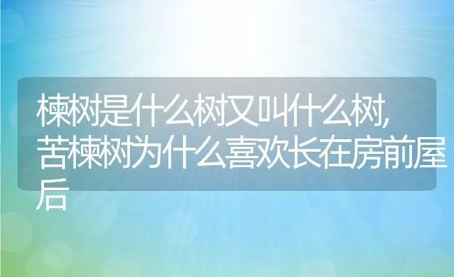 楝树是什么树又叫什么树,苦楝树为什么喜欢长在房前屋后 | 养殖常见问题