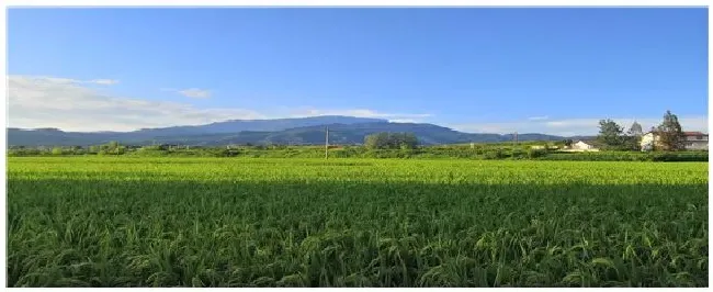 陕西种植什么农作物 | 科普知识