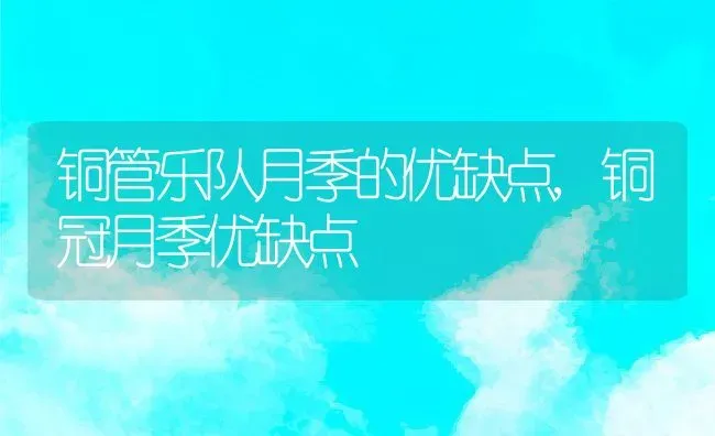 铜管乐队月季的优缺点,铜冠月季优缺点 | 养殖常见问题