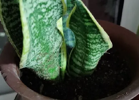 植物常识问题|虎皮兰叶子枯萎如何拯救