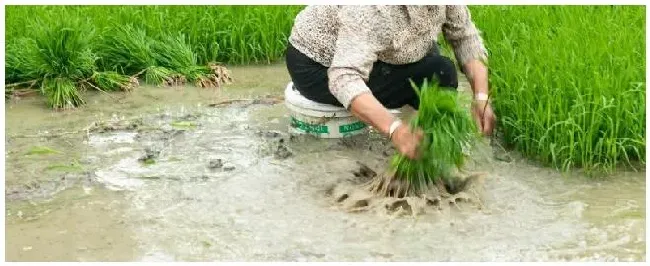 种田的顺序种地种什么利润大 | 农业常识