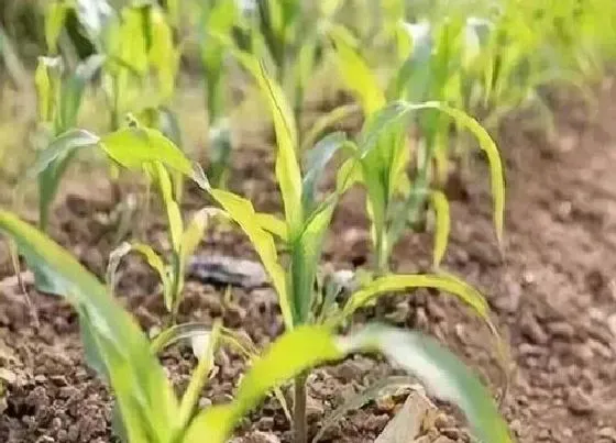 植物常识问题|玉米出苗不齐能补种吗（玉米地缺苗多长时间能补种）