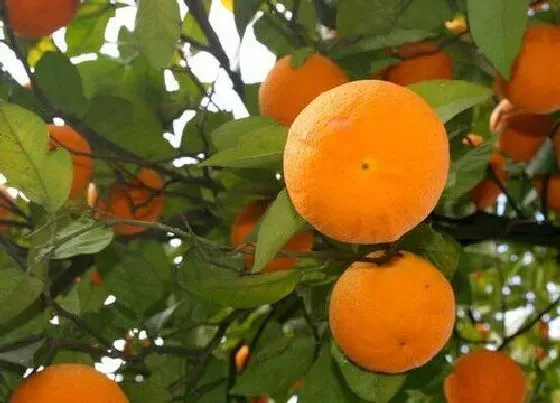 植物常识问题|家庭如何养殖盆栽袋袋橘才能收获累累硕果