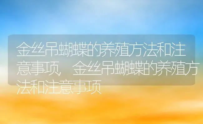 金丝吊蝴蝶的养殖方法和注意事项,金丝吊蝴蝶的养殖方法和注意事项 | 养殖常见问题