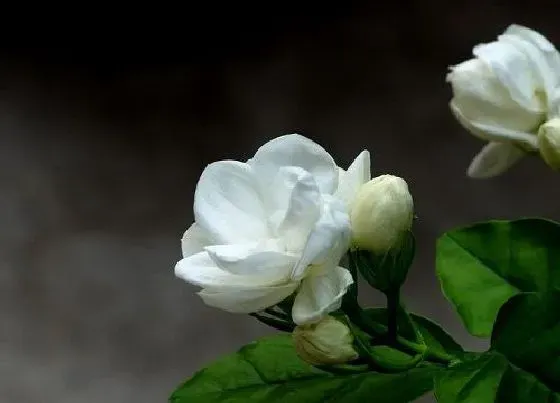 植物常识问题|茉莉花如何养护能把花养爆盆