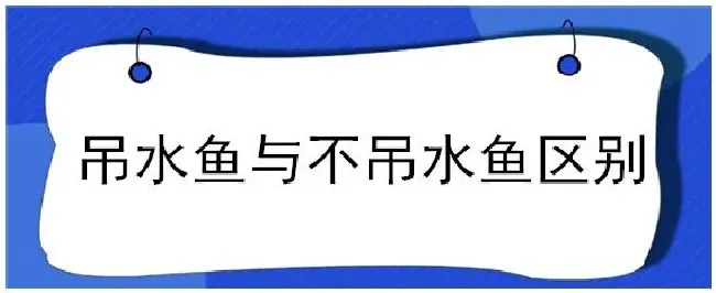 吊水鱼与不吊水鱼区别 | 科普知识