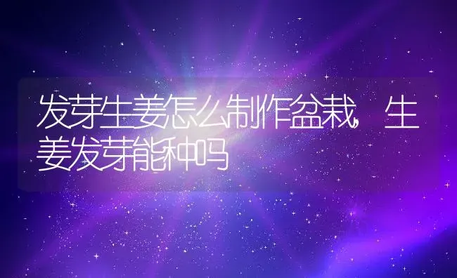 发芽生姜怎么制作盆栽,生姜发芽能种吗 | 养殖常见问题