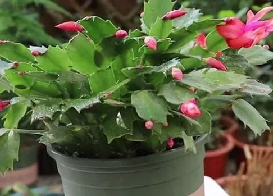 植物常识问题|蟹爪兰花苞太多怎么办  如何修剪