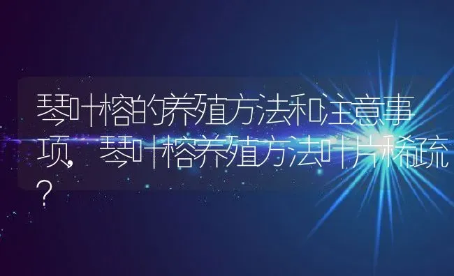 琴叶榕的养殖方法和注意事项,琴叶榕养殖方法叶片稀疏？ | 养殖常见问题