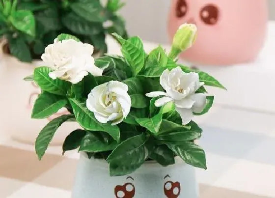 植物常识问题|栀子花只长花苞不开花是什么原因