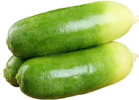 植物常识问题|萝卜品种