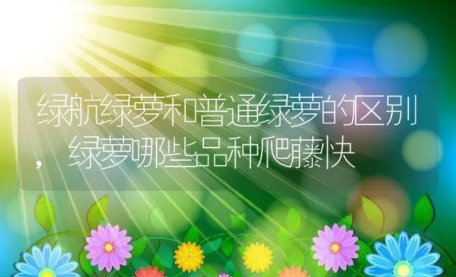 绿航绿萝和普通绿萝的区别,绿萝哪些品种爬藤快 | 养殖常见问题