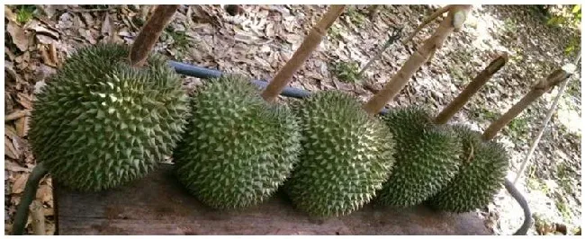 榴莲几年可以挂果 | 农业常识