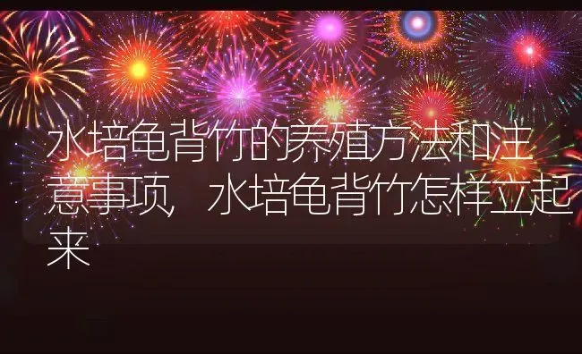 水培龟背竹的养殖方法和注意事项,水培龟背竹怎样立起来 | 养殖常见问题