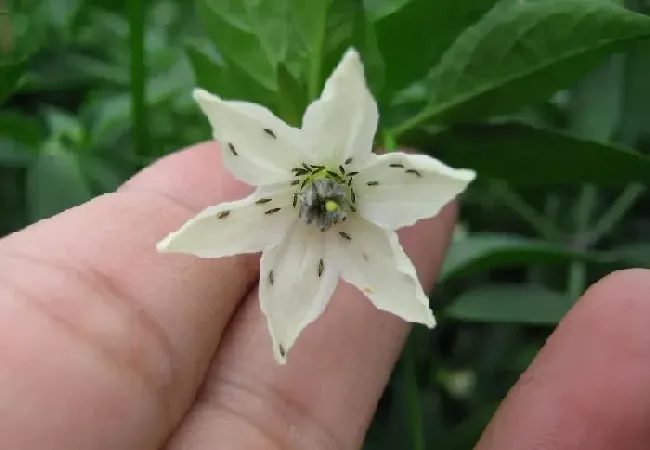 植物常识问题|吡虫啉可以和啶虫脒一起使用吗（吡虫啉好还是啶虫脒好）