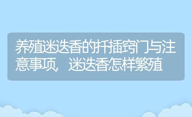 养殖迷迭香的扦插窍门与注意事项,迷迭香怎样繁殖 | 养殖常见问题