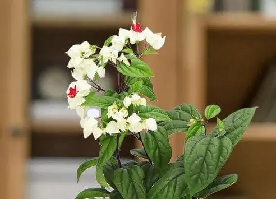 植物常识问题|龙吐珠爬藤徒长不爱开花要怎么养护