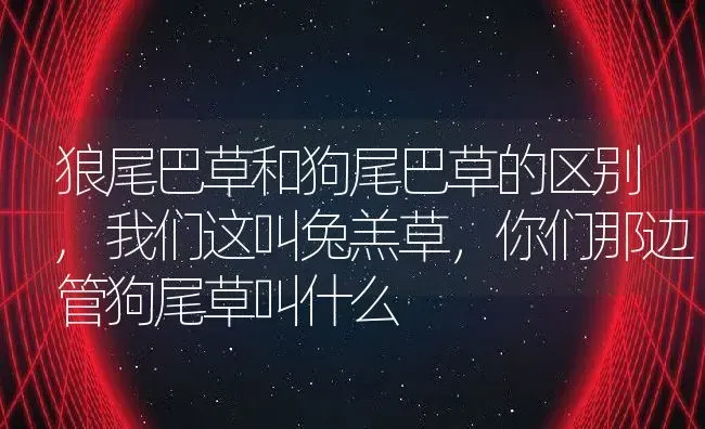 狼尾巴草和狗尾巴草的区别,我们这叫兔羔草，你们那边管狗尾草叫什么 | 养殖常见问题