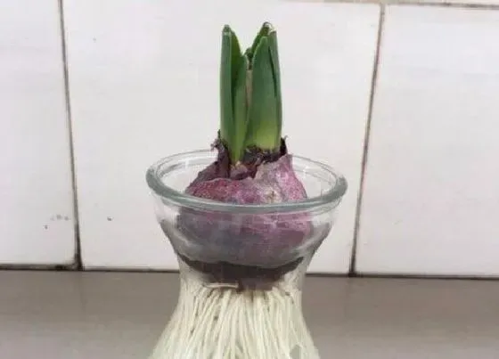 植物常识问题|风信子是如何进行水培的