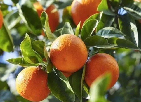 植物常识问题|家庭如何养殖盆栽袋袋橘才能收获累累硕果