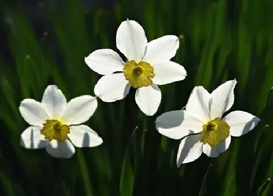 植物常识问题|水仙花长什么样子图片