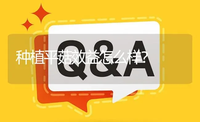 种植平菇效益怎么样? | 养殖问题解答