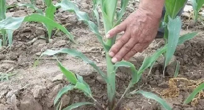 植物常识问题|玉米从根部长茬是什么原因（根部又长出的小苗需要拔出吗）