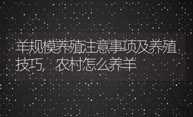 羊规模养殖注意事项及养殖技巧,农村怎么养羊 | 养殖常见问题