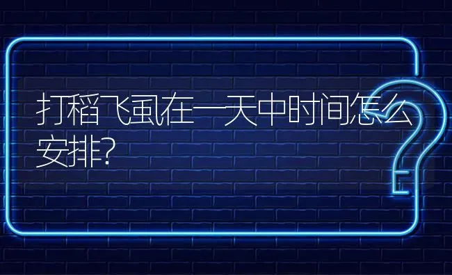 打稻飞虱在一天中时间怎么安排? | 养殖问题解答