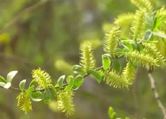 植物常识问题|柳树有什么作用和用途 柳树的药用价值和功效