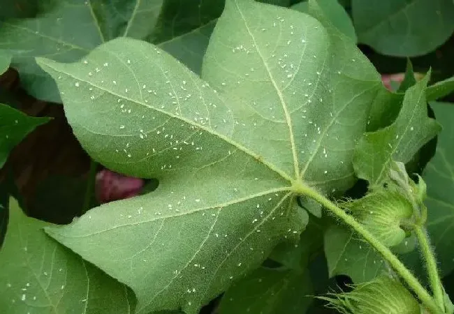 植物常识问题|吡虫啉可以和啶虫脒一起使用吗（吡虫啉好还是啶虫脒好）